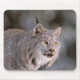 North America, USA, Alaska, Haines. Lynx (Felis 2 Mouse Pad
