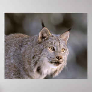 North America, USA, Alaska, Haines. Lynx (Felis 2 Poster