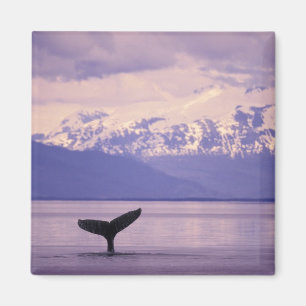 North America, USA, Alaska, Inside Passage. Magnet