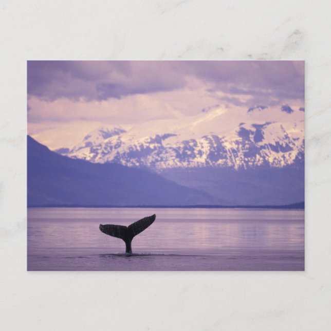 North America, USA, Alaska, Inside Passage. Postcard (Front)