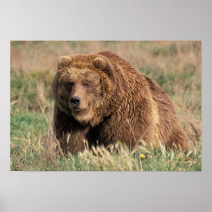 North America, USA, Alaska, Kodiak Island, Poster