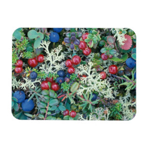North America, USA, Alaska, Landscape, berries Magnet