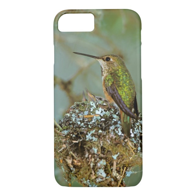North America, USA, Alaska. Rufous Humming bird Case-Mate iPhone Case (Back)
