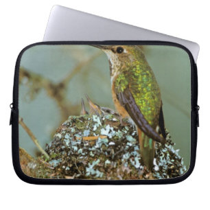 North America, USA, Alaska. Rufous Humming bird Laptop Sleeve
