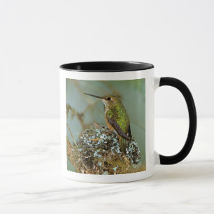 North America, USA, Alaska. Rufous Humming bird Mug