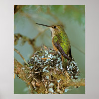 North America, USA, Alaska. Rufous Humming bird