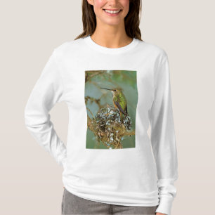 North America, USA, Alaska. Rufous Humming bird T-Shirt