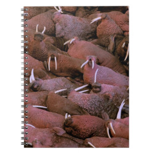 North America, USA, Alaska, Yukon Delta National Notebook