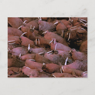 North America, USA, Alaska, Yukon Delta National Postcard