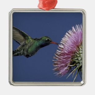 North America, USA, Arizona. Broad-billed Metal Tree Decoration