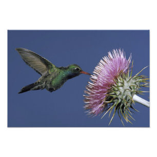 North America, USA, Arizona. Broad-billed Photo Print