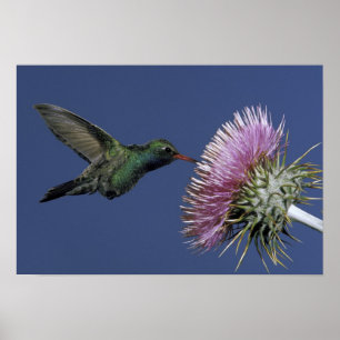 North America, USA, Arizona. Broad-billed Poster