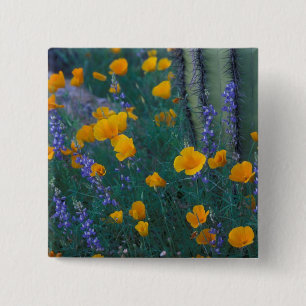 North America, USA, Arizona, Organ Pipe Cactus 15 Cm Square Badge