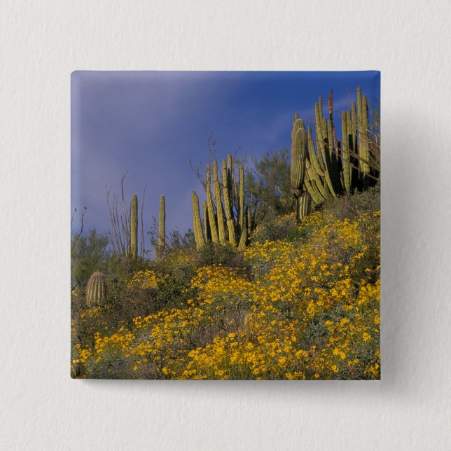 North America, USA, Arizona, Organ Pipe Cactus 15 Cm Square Badge (Front)