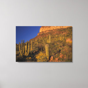 North America, USA, Arizona, Organ Pipe Cactus 2 Canvas Print