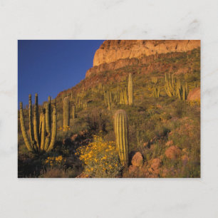 North America, USA, Arizona, Organ Pipe Cactus 2 Postcard