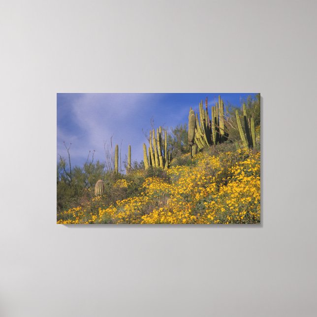 North America, USA, Arizona, Organ Pipe Cactus Canvas Print (Front)