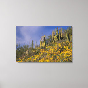 North America, USA, Arizona, Organ Pipe Cactus Canvas Print