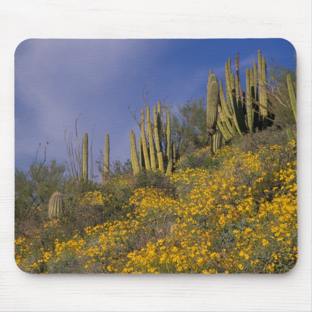North America, USA, Arizona, Organ Pipe Cactus Mouse Pad (Front)