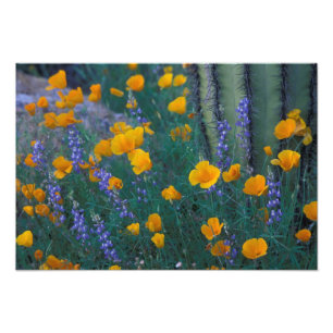 North America, USA, Arizona, Organ Pipe Cactus Photo Print