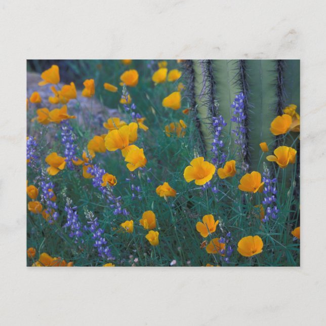 North America, USA, Arizona, Organ Pipe Cactus Postcard (Front)