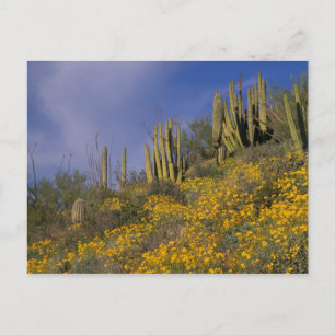 North America, USA, Arizona, Organ Pipe Cactus Postcard