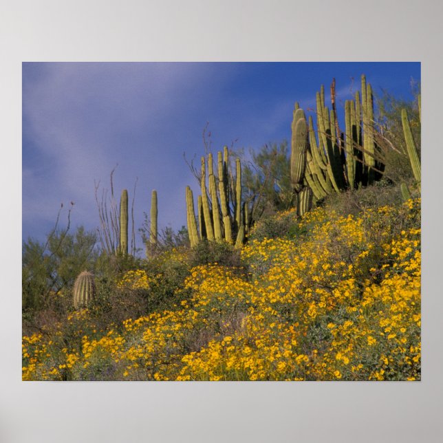 North America, USA, Arizona, Organ Pipe Cactus Poster (Front)