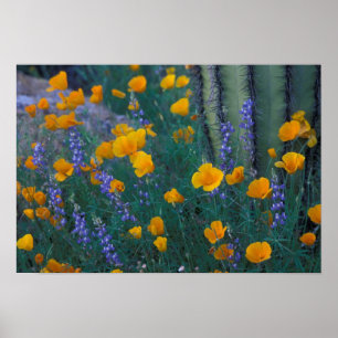 North America, USA, Arizona, Organ Pipe Cactus Poster