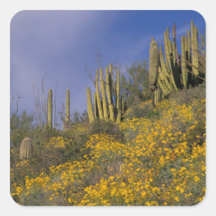 North America, USA, Arizona, Organ Pipe Cactus Square Sticker