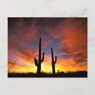 North America, USA, Arizona, Sonoran Desert. Postcard