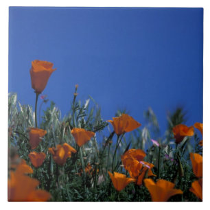 North America, USA, California, Antelope Valley, 3 Tile