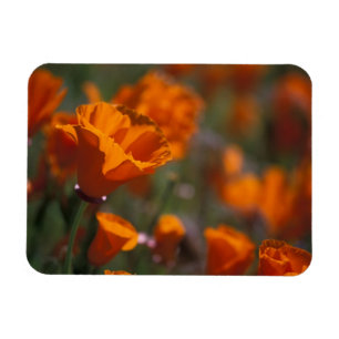 North America, USA, California, Antelope Valley, Magnet