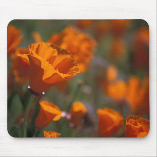 North America, USA, California, Antelope Valley, Mouse Pad