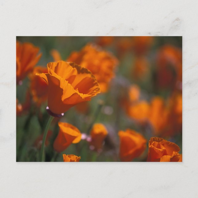 North America, USA, California, Antelope Valley, Postcard (Front)