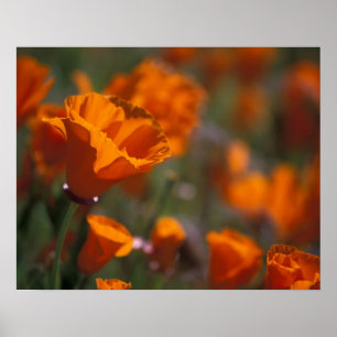 North America, USA, California, Antelope Valley, Poster