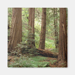 North America, USA, California, Big Sur, Magnet