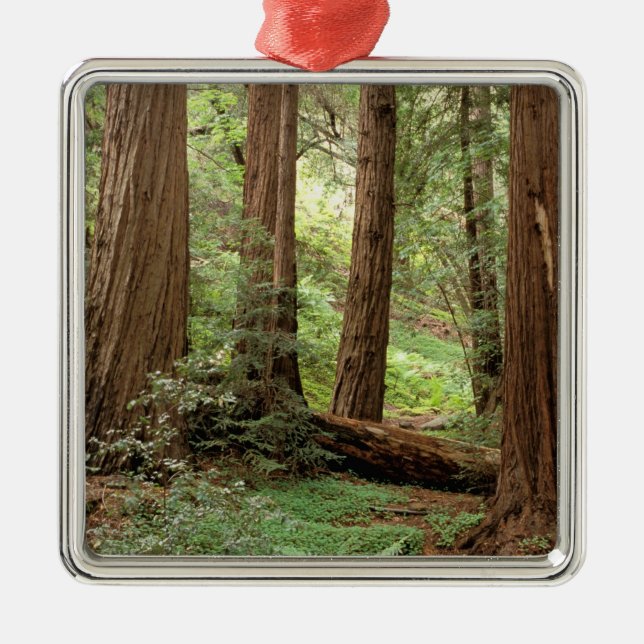 North America, USA, California, Big Sur, Metal Tree Decoration (Front)