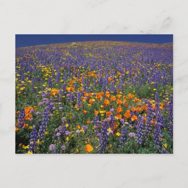 North America, USA, California, Los Angeles 2 Postcard (Front)