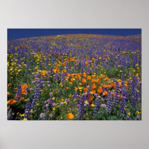 North America, USA, California, Los Angeles 2 Poster