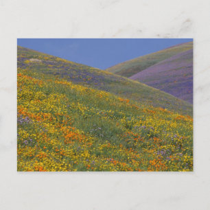 North America, USA, California, Los Angeles Postcard