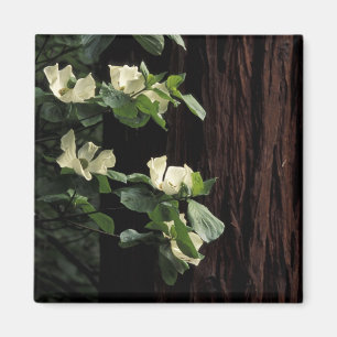 North America, USA, California, Yosemite 2 Magnet