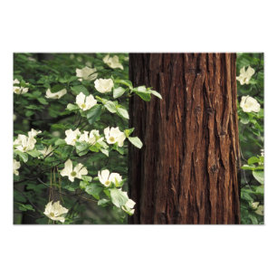 North America, USA, California, Yosemite 3 Photo Print