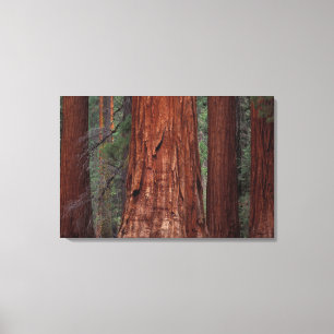 North America, USA, California, Yosemite NP, 2 Canvas Print