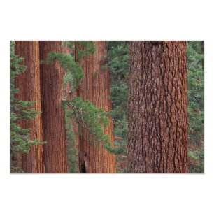 North America, USA, California, Yosemite NP, 2 Photo Print
