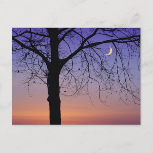 North America, USA, Florida, Mt. Dora, the Postcard