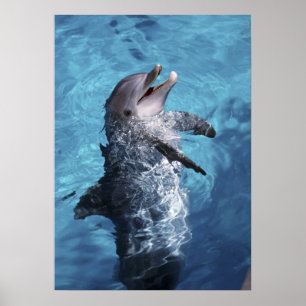 North America, USA, Hawaii. Dolphin Poster