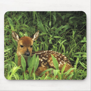 North America, USA, Minnesota. White-tailed Mouse Pad