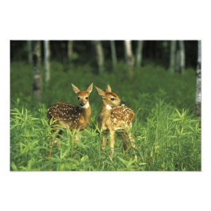 North America, USA, Minnesota. White-tailed Photo Print