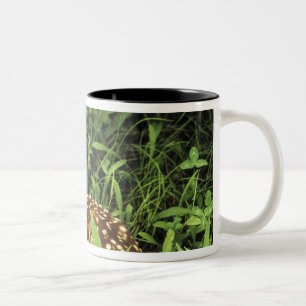 North America, USA, Minnesota. White-tailed Two-Tone Coffee Mug