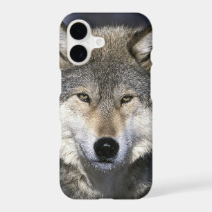North America, USA, Minnesota. Wolf Canis
